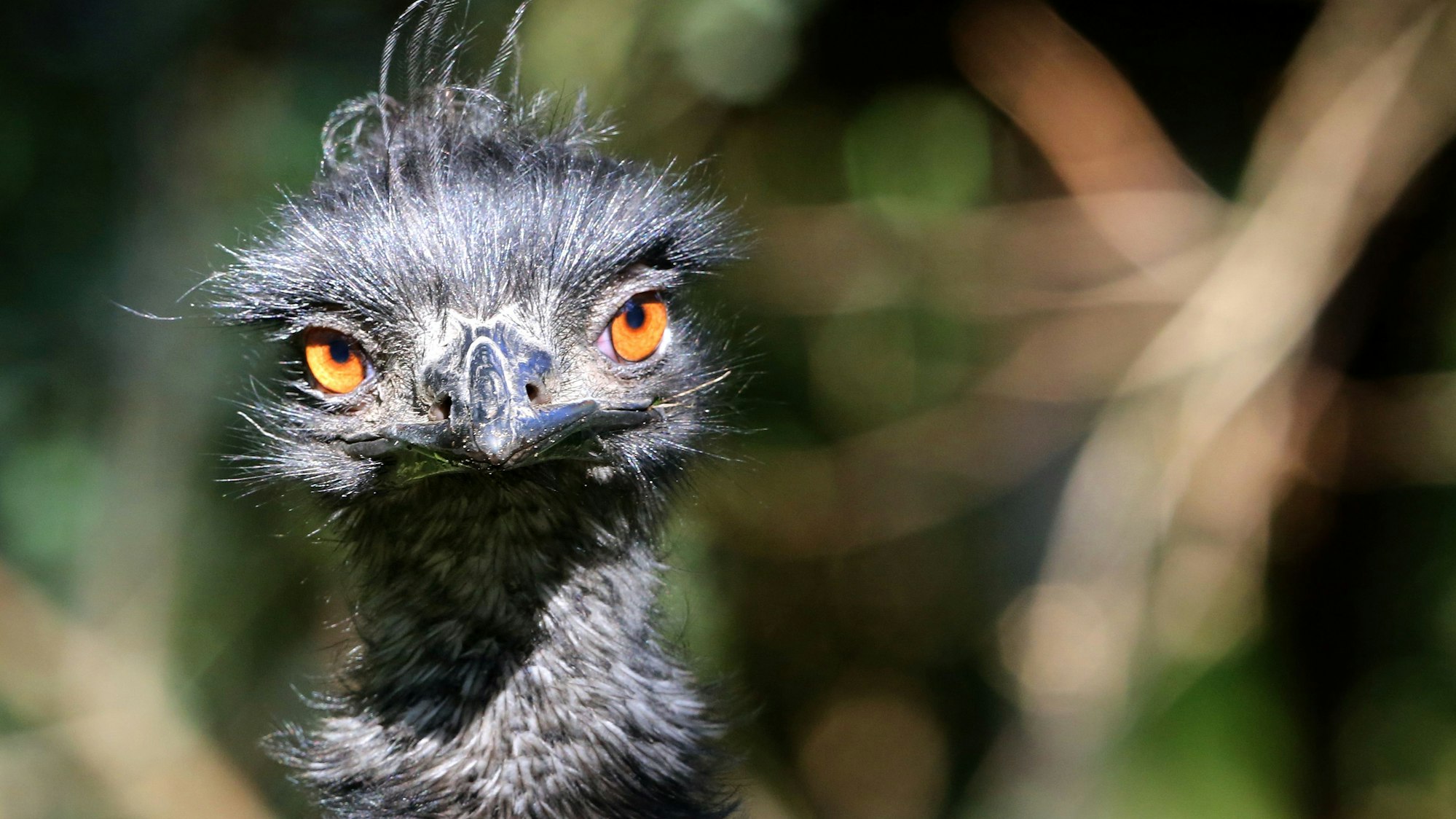 Das Symbolbild zeigt ein Emu in einem Außengehege des Zoos in Duisburg.