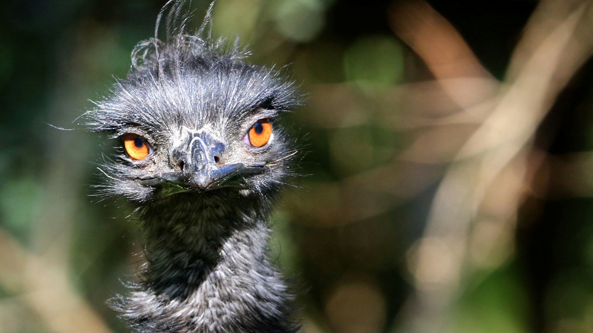 Das Symbolbild zeigt ein Emu in einem Außengehege des Zoos in Duisburg.