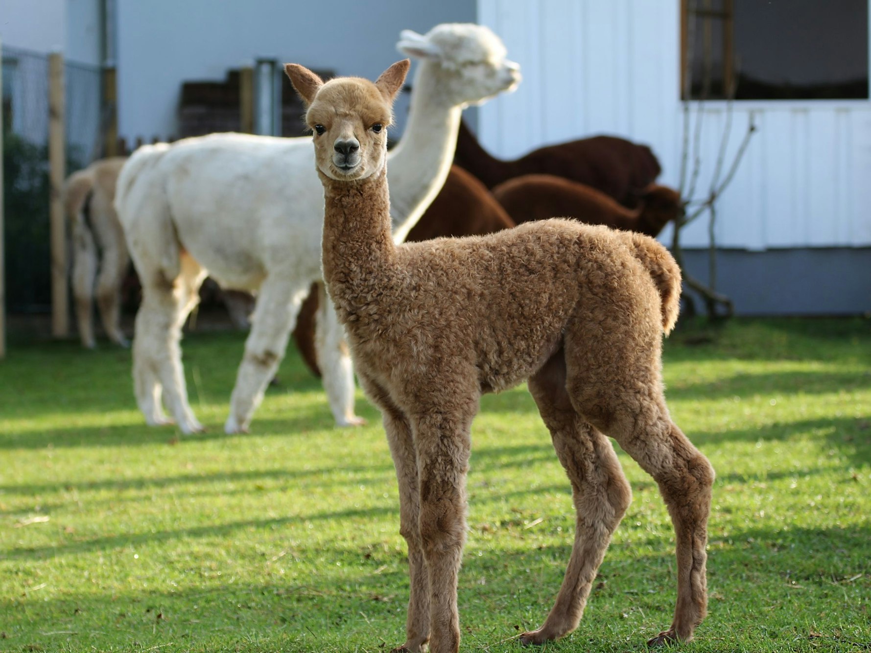 Nachwuchs bei den Hocheifel-Alpakas