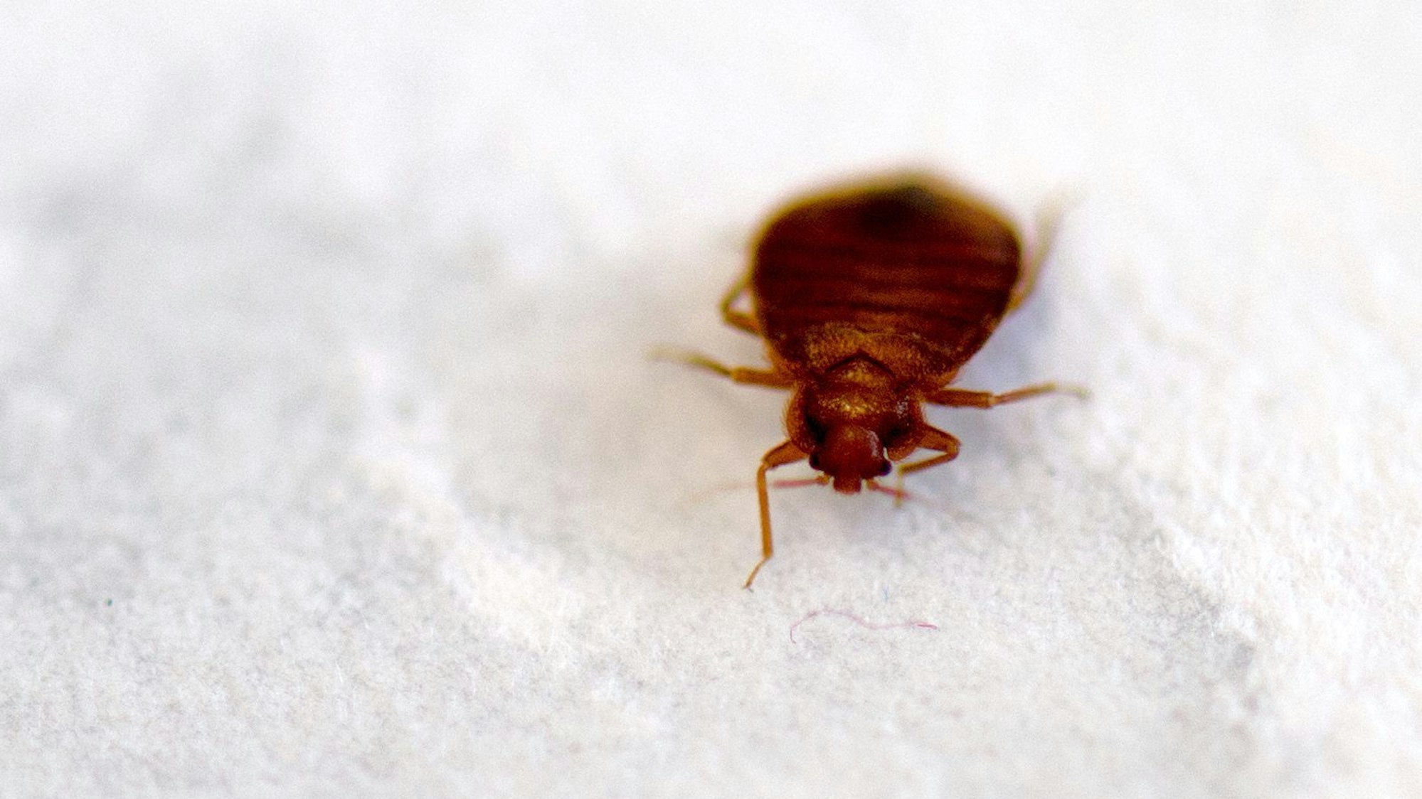 Eine Bettwanze in Nahaufnahme.