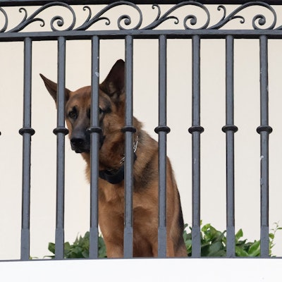 Commander, der Hund von US-Präsident Joe Biden, sitzt auf dem Truman-Balkon im Weißen Haus
