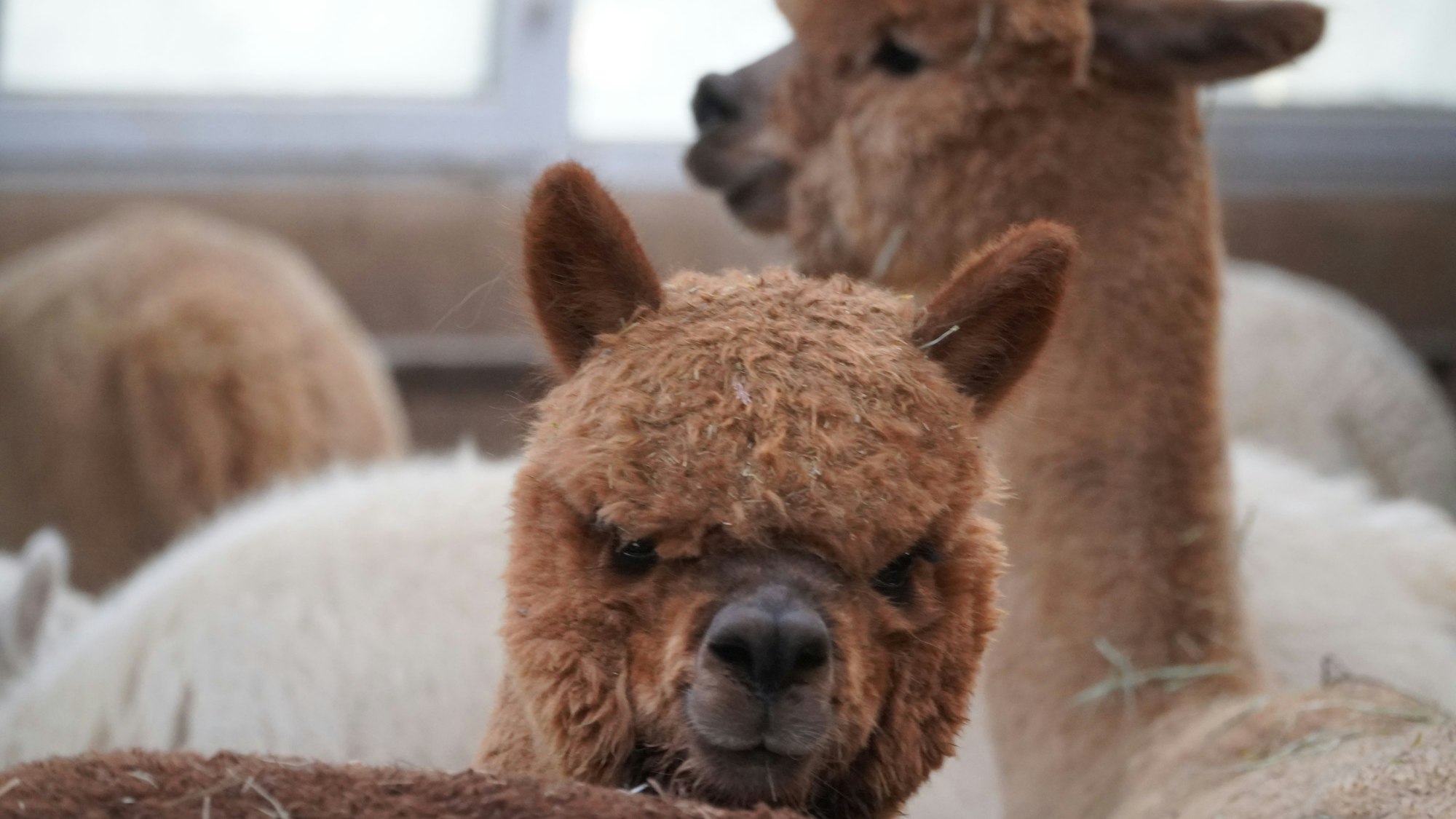 Alpakas auf der Farm von Familie Borrmann