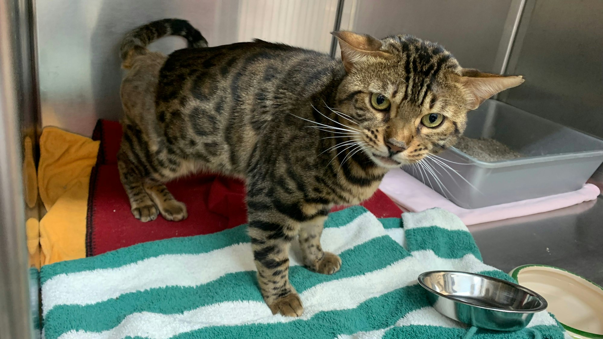 Das Fell von Benji wächst am Hinterlauf nach der Operation langsam nach.