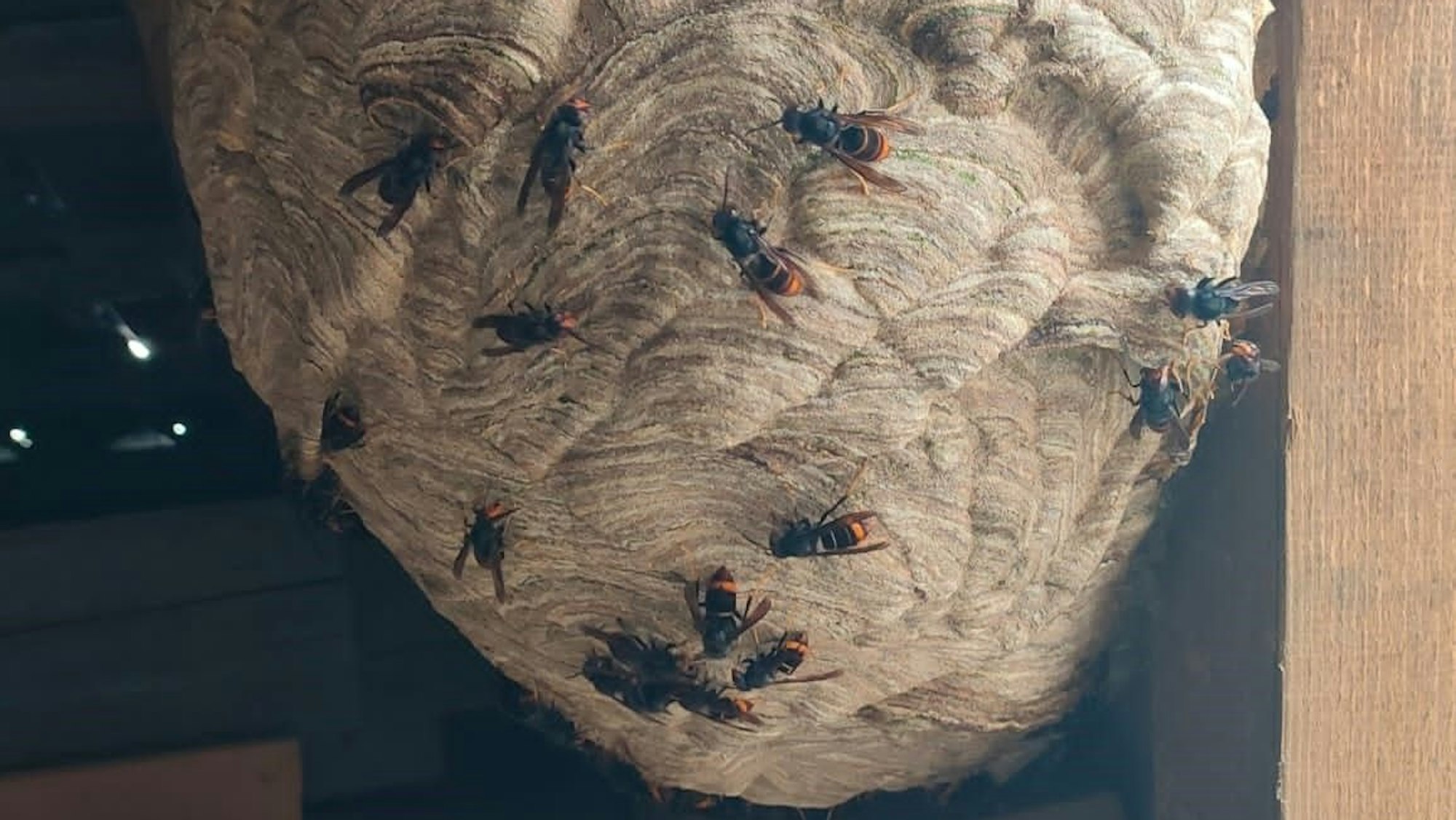 Foto eines Hornissennests.