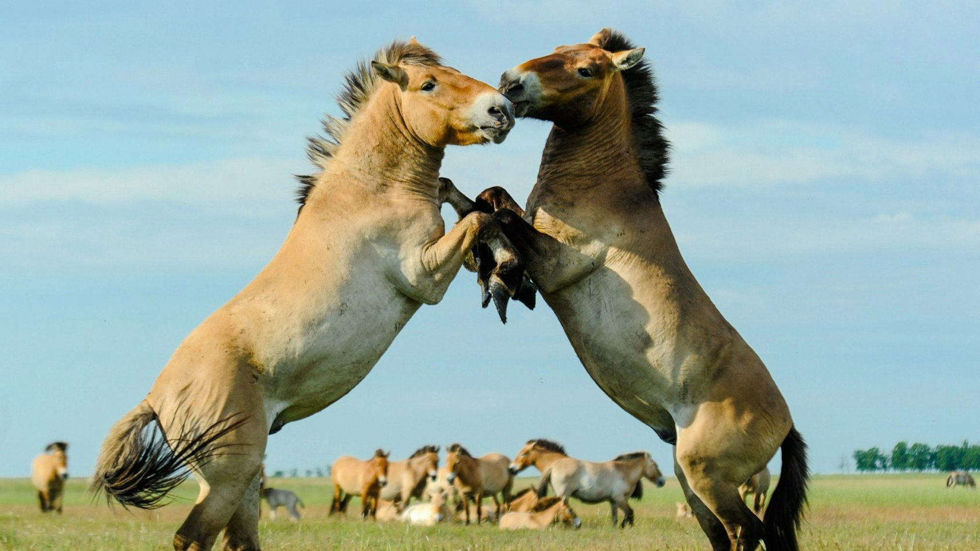 Zwei Pferde steigen und kämpfen.