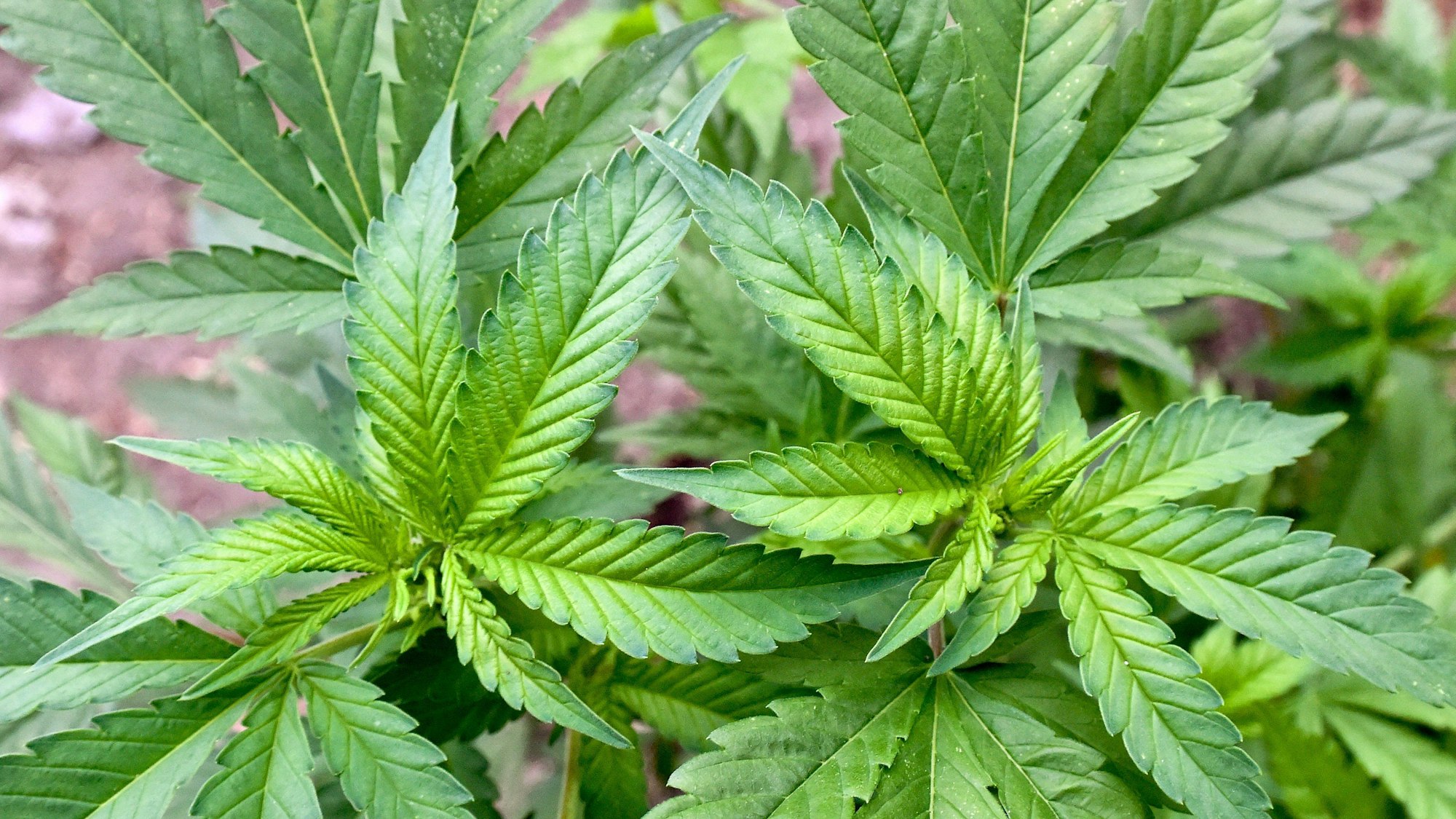 Eine illegale Hanf-Plantage, entdeckt bei einer Drogenrazzia auf einem privaten Gelände.