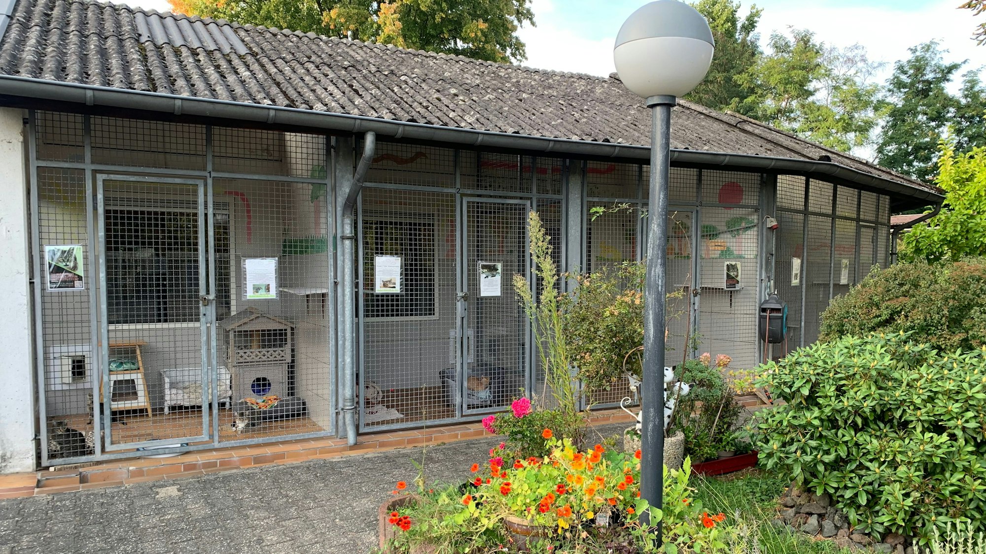 Nach der Quarantäne komme die Katzen in Boxen.