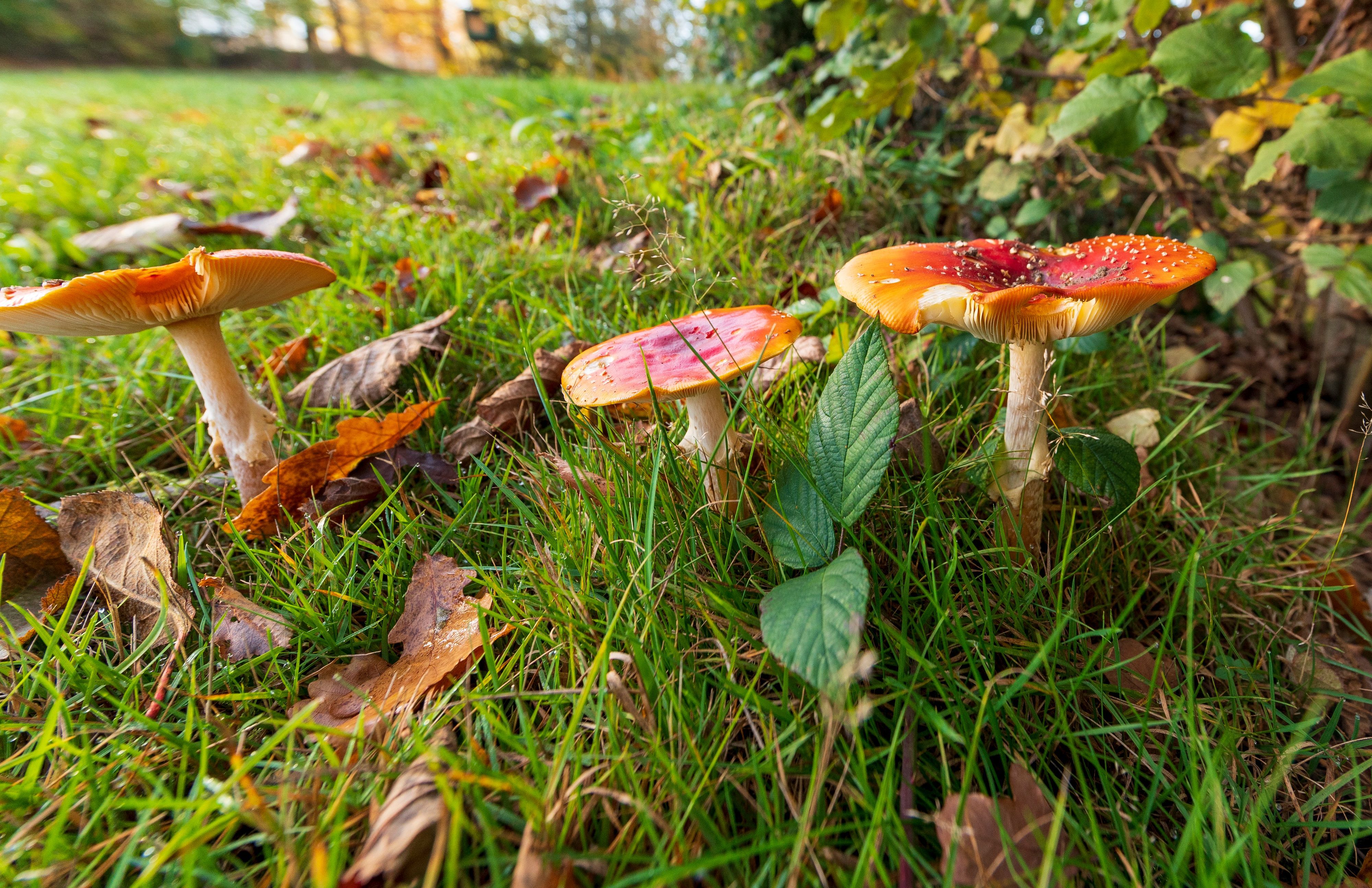 Pilze in einer Wiese.