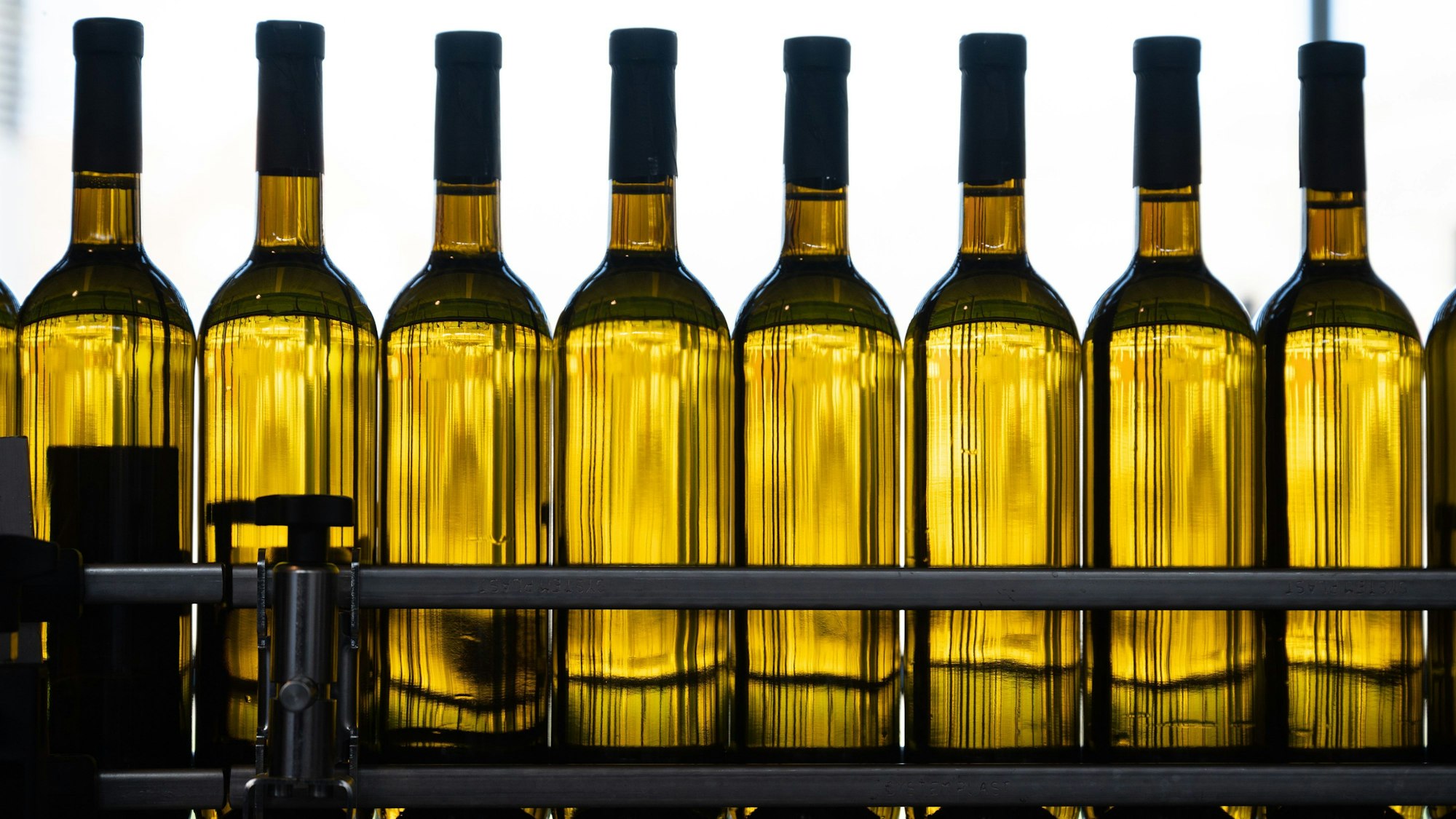 Weinflaschen gefüllt mit Weißwein stehen auf einer Abfüllanlage.