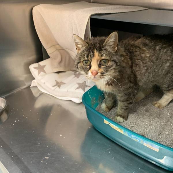 Eine zerzauste Katze blickt in die Kamera.
