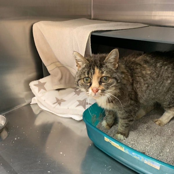 Eine zerzauste Katze blickt in die Kamera.