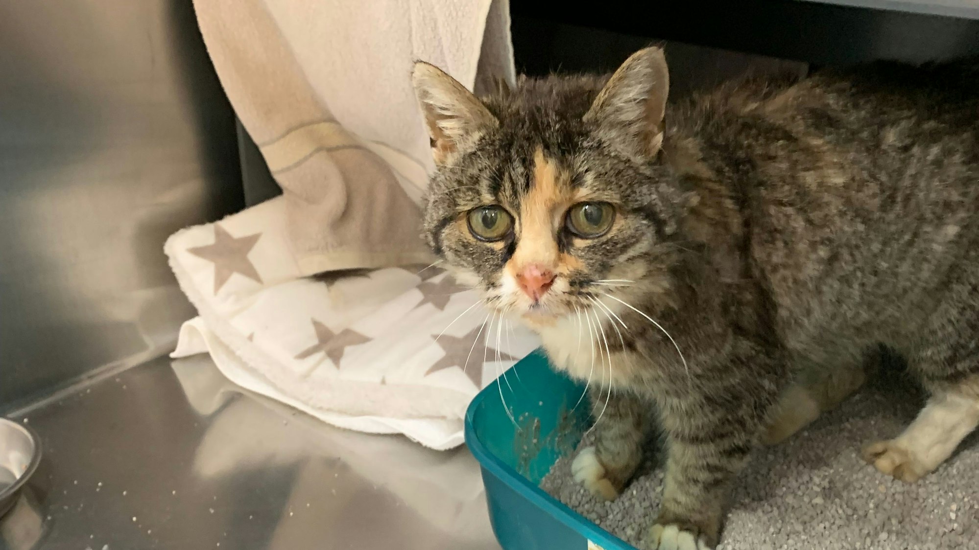 Eine zerzauste Katze blickt in die Kamera.