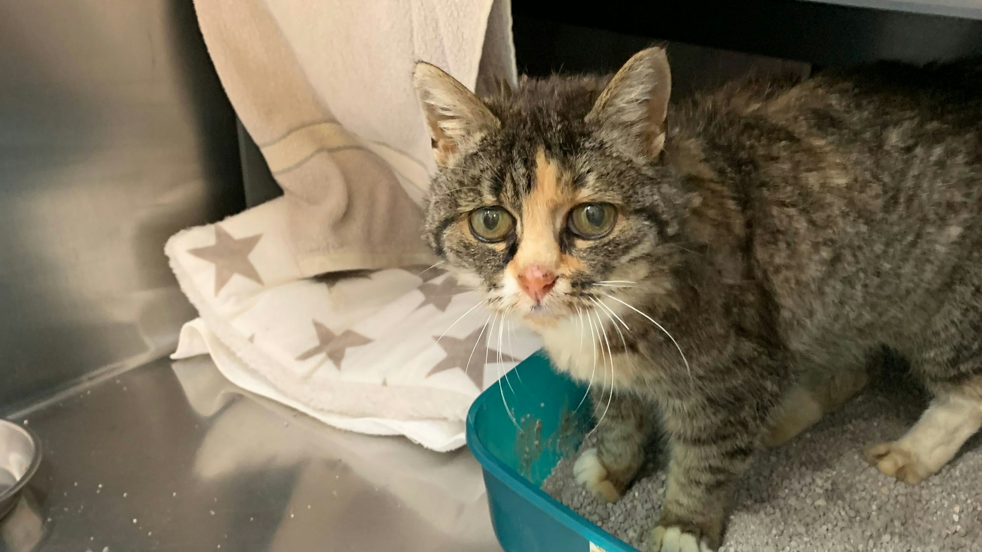 Eine zerzauste Katze blickt in die Kamera.