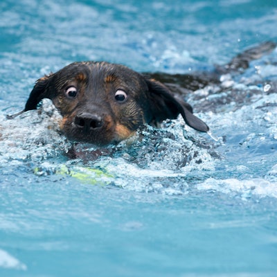 Ein Vierbeiner bahnt sich seinen Weg durchs Wasser und versucht.