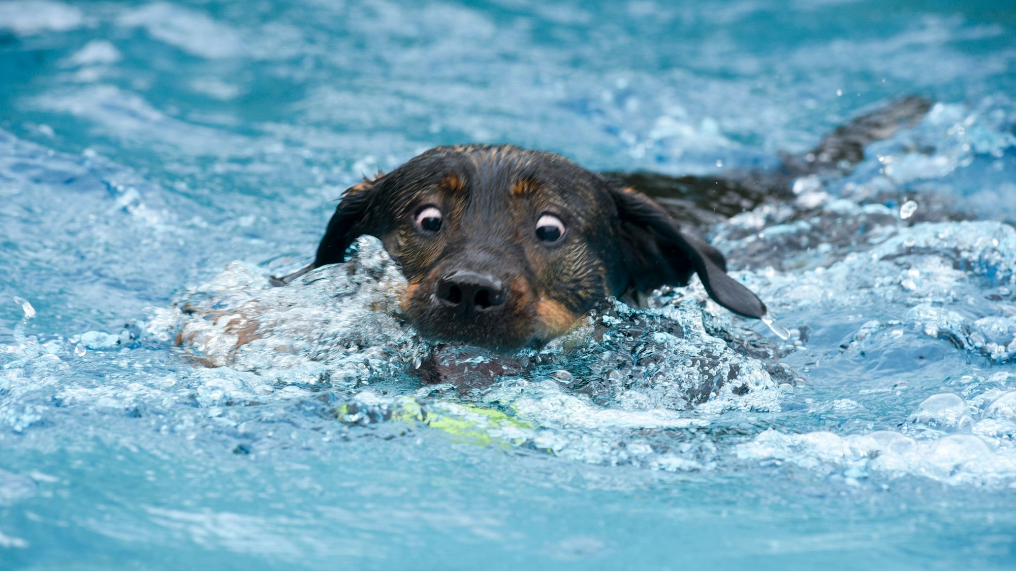 Ein Vierbeiner bahnt sich seinen Weg durchs Wasser und versucht.