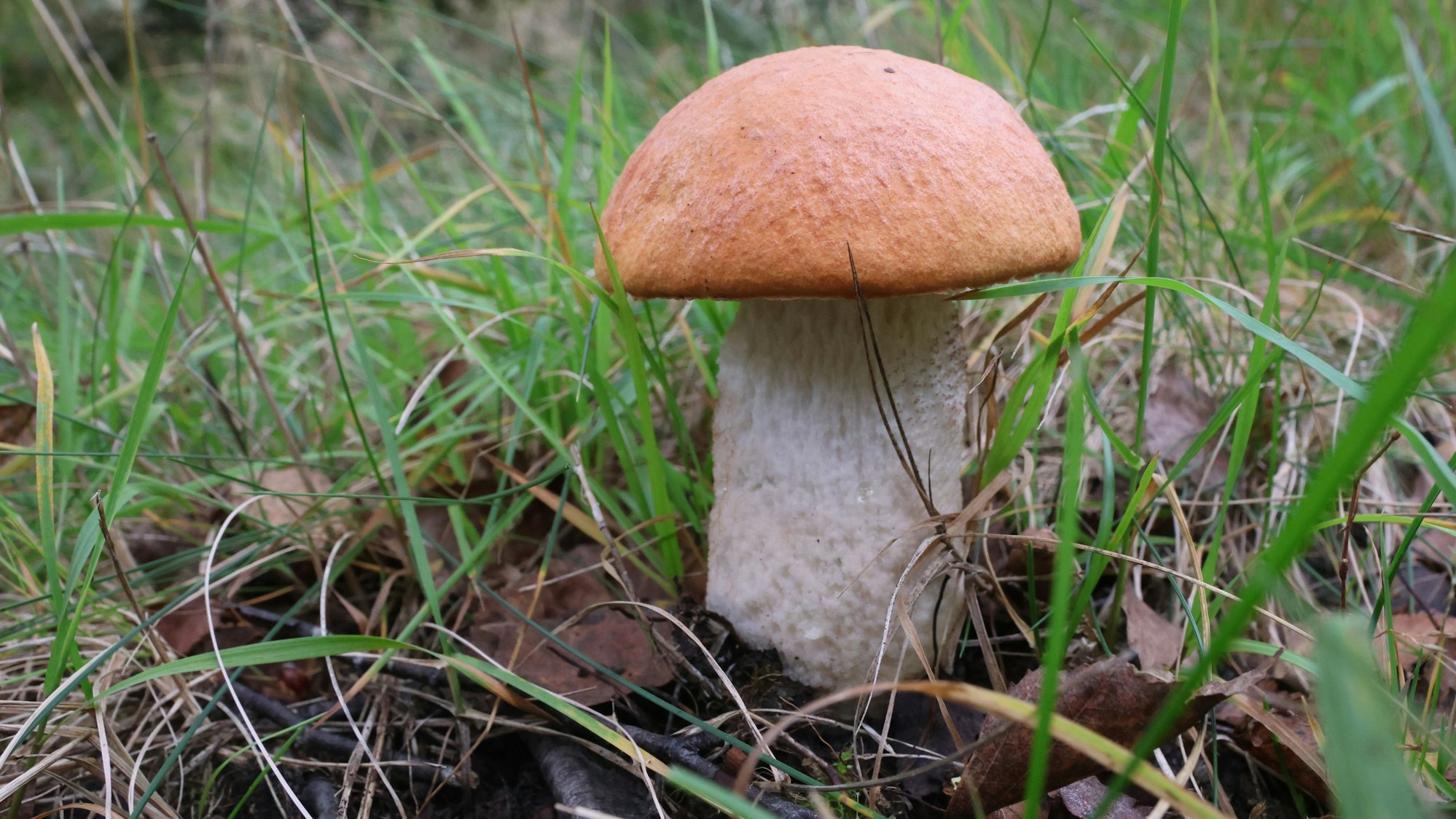 Ein Pilz der Sorte Espenrotkappe.