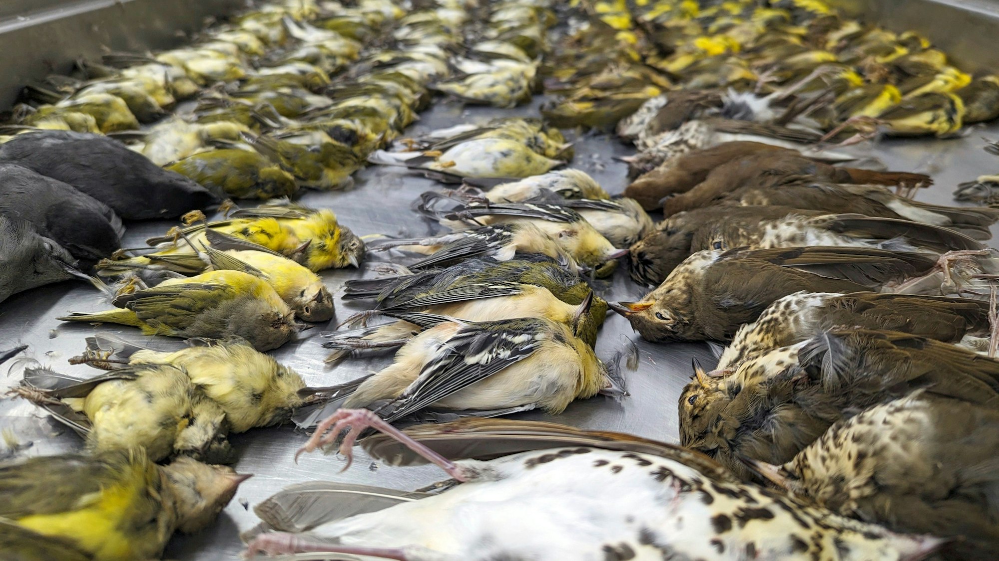 Auf diesem Foto sind die Leichen von Zugvögeln im Chicago Field Museum in Chicago zu sehen.