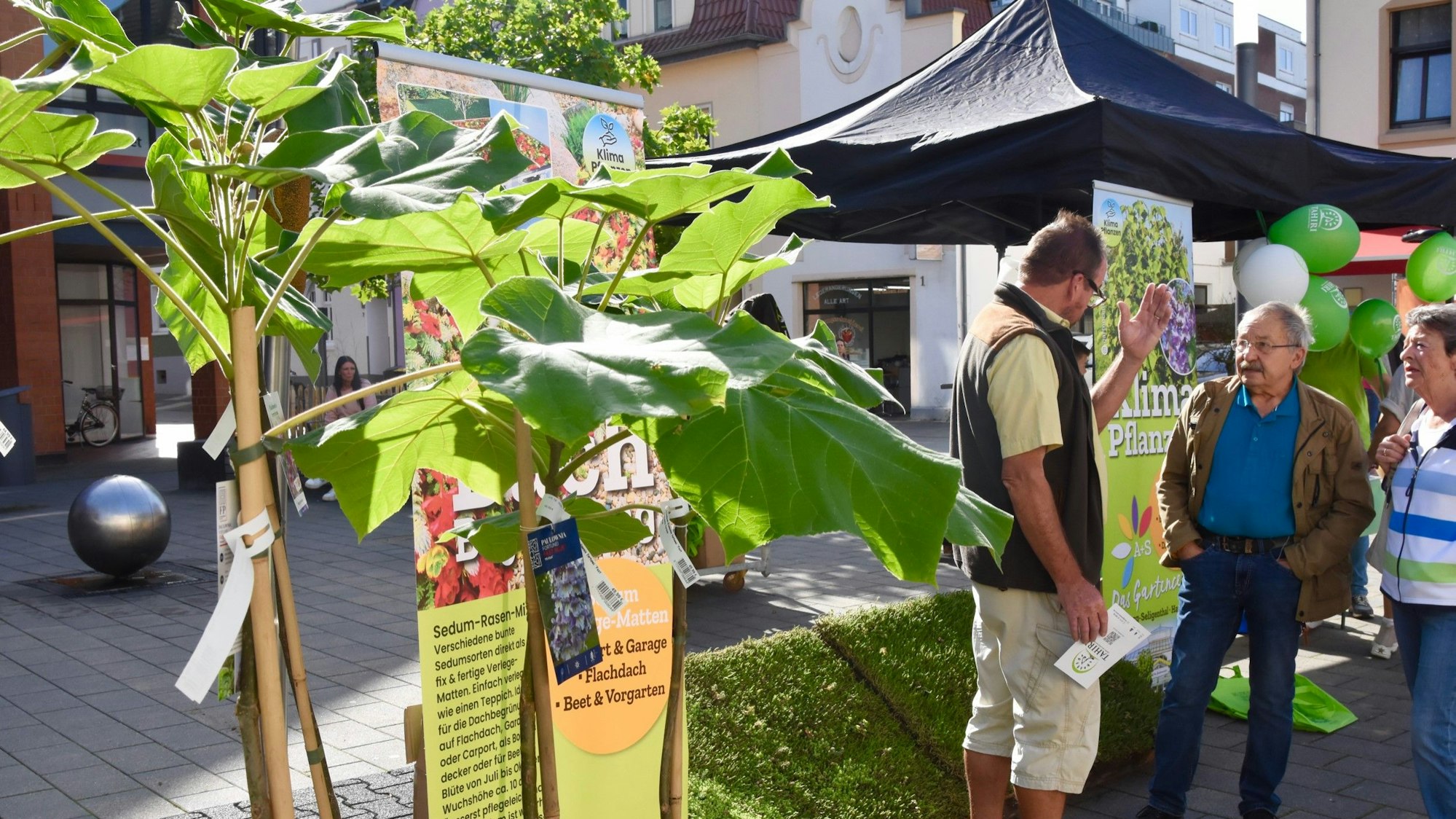 Pflanzen mit dünnen Stämmen und großen Blättern in der Fußgängerzone