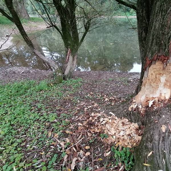 Frische Nagespuren eines Bibers an der Siegmündung bei Troisdorf.
