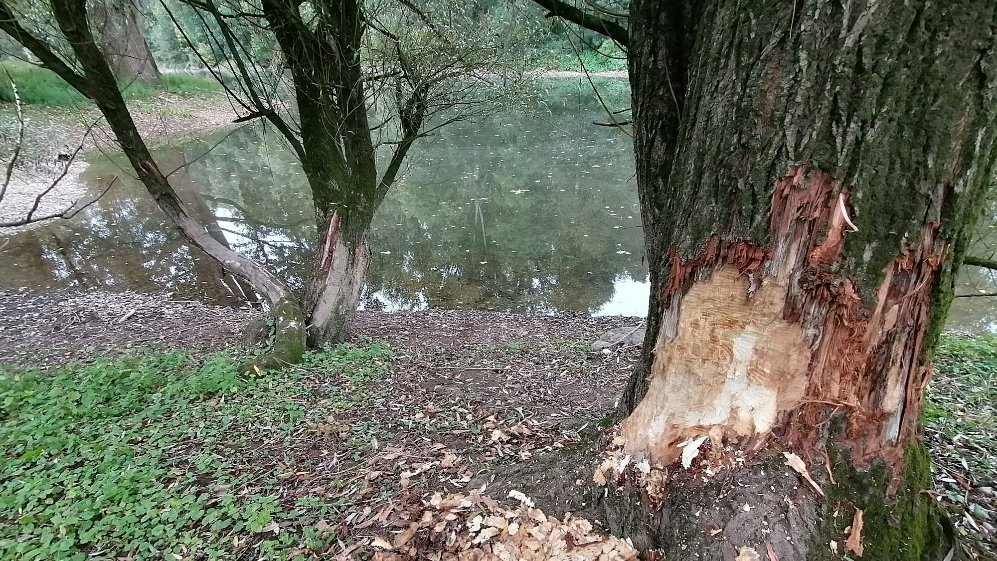 Frische Nagespuren eines Bibers an der Siegmündung bei Troisdorf.