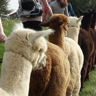 Die Alpakas wandern entsprechend ihrer Rangfolge.