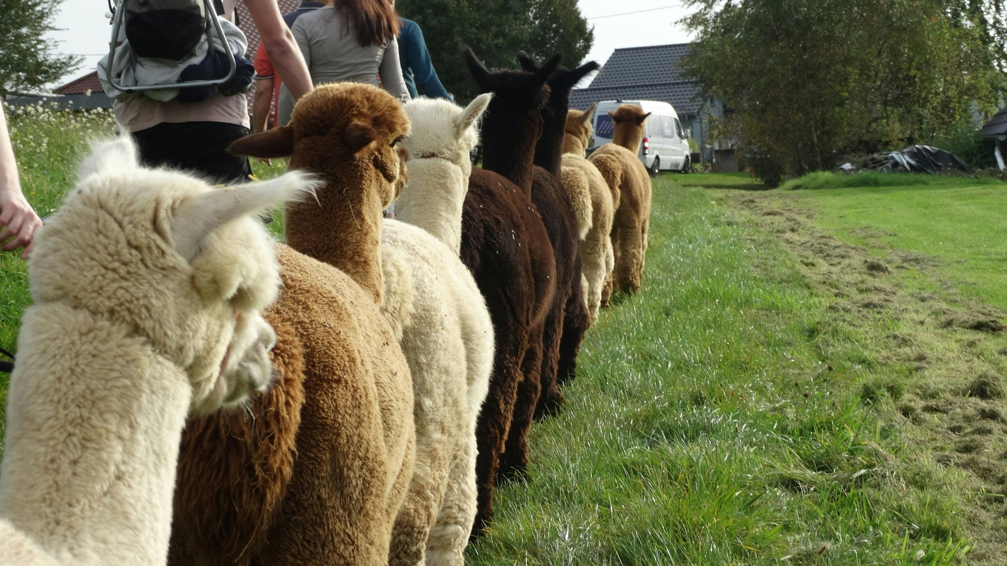 Die Alpakas wandern entsprechend ihrer Rangfolge.