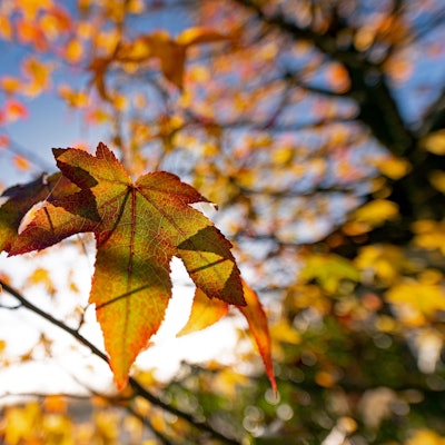 Ein Blatt leuchtet in der Sonne.