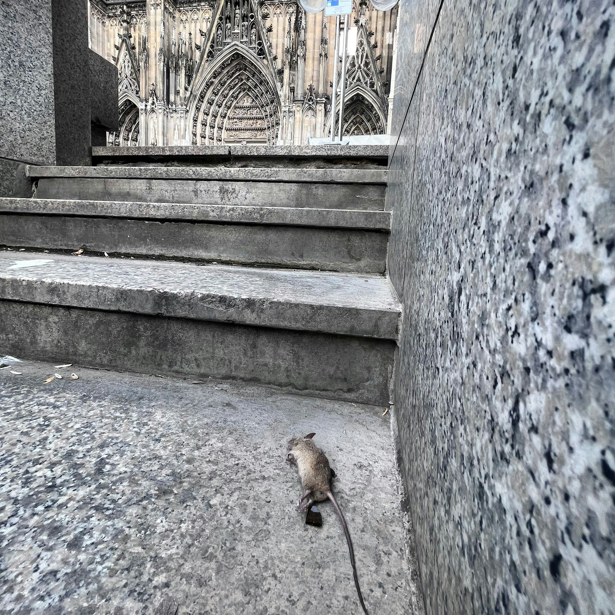 Eine tote Maus liegt im Aufgang von der Tiefgarage zum Roncalliplatz.