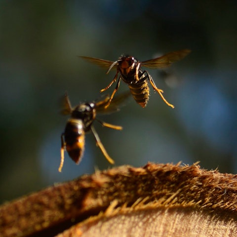 Das Bild zeigt zwei asiatische Hornissen.