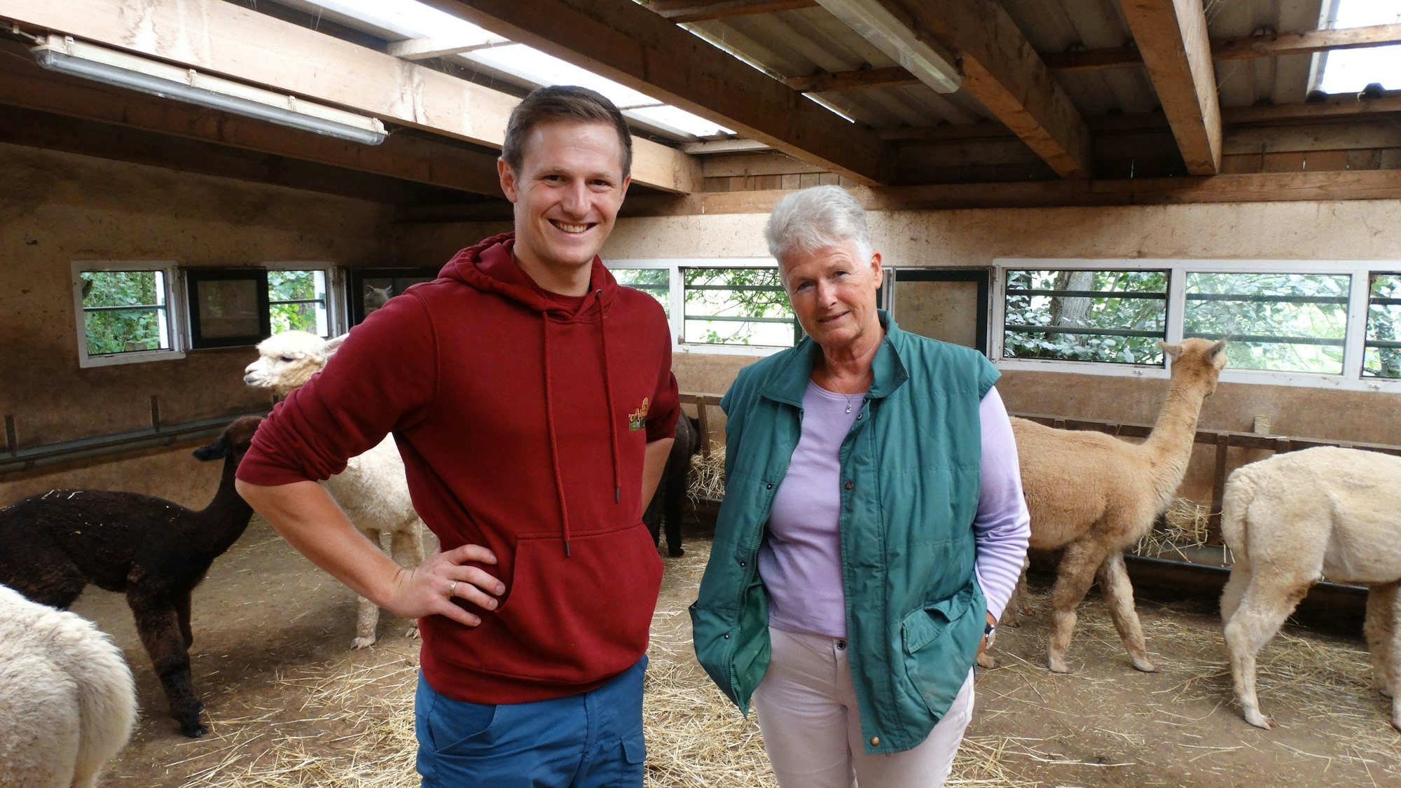Ein Mann und Frau stehen in einem Stall mit Alpakas.