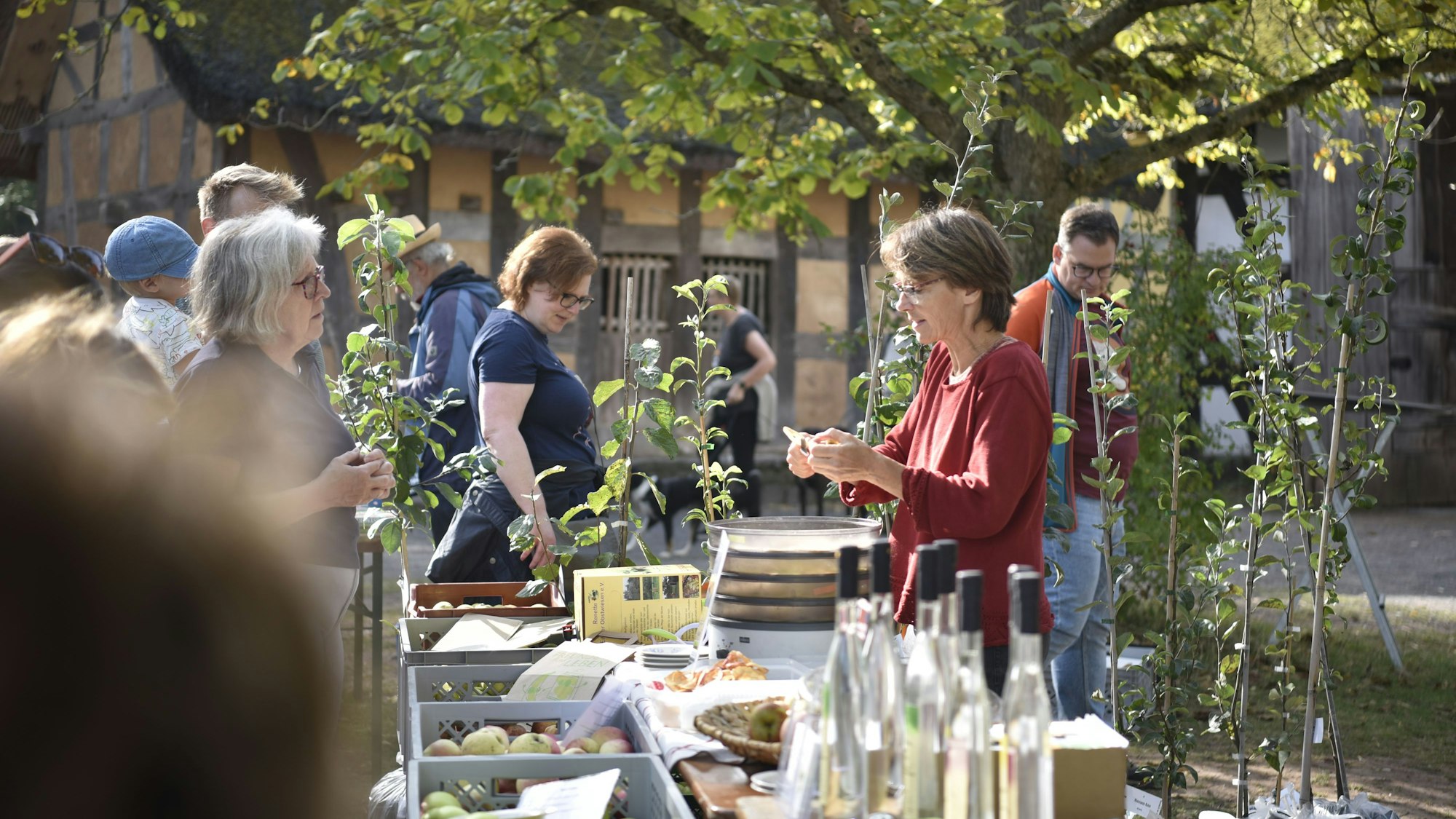08.10.2023 Mechernich-Kommern. Tag des Apfels im Freilichtmuseum Kommern. Heike Günther vom Verein Renette Eifeler Obstwiesen schneidet Äpfel zum probieren klein.