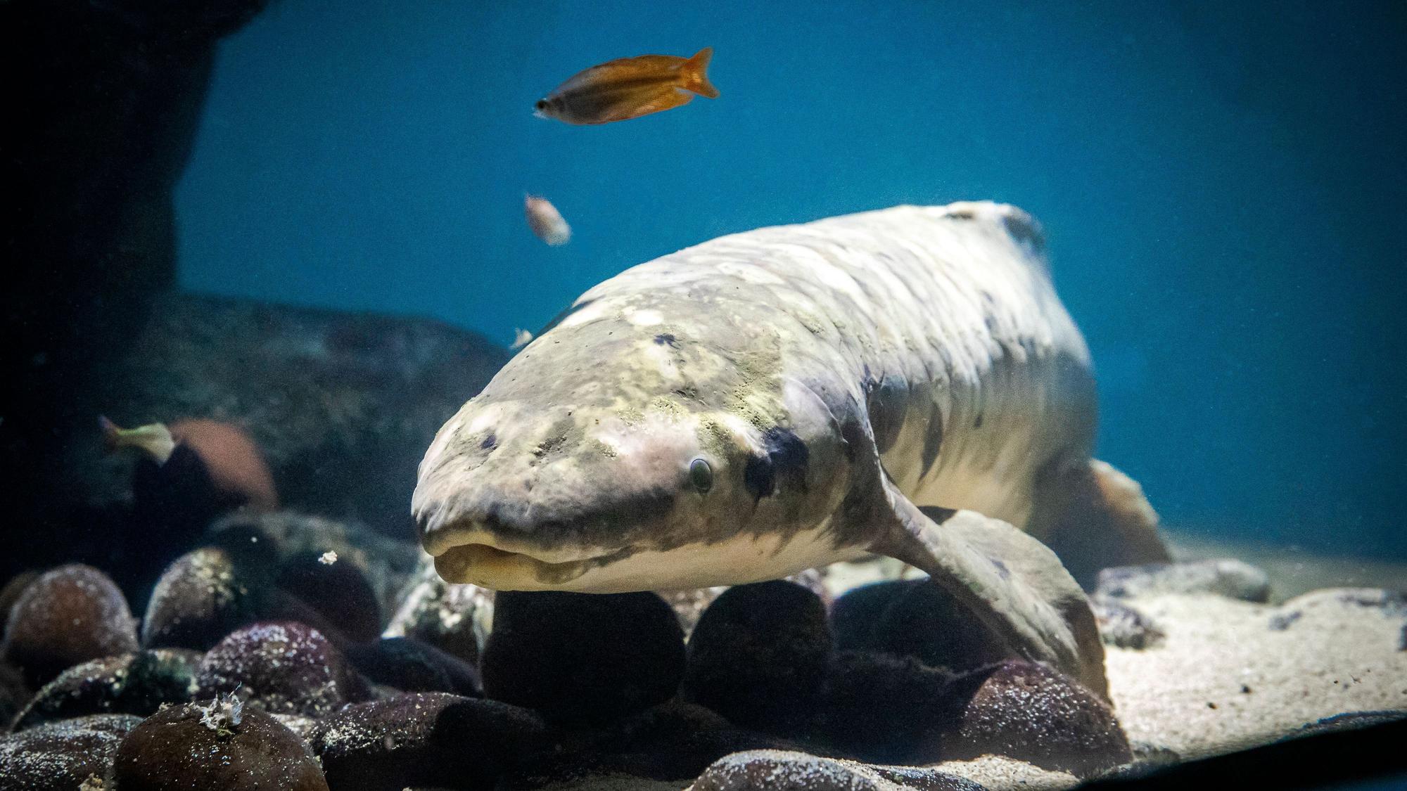 Methuselah, Australischer Lungenfisch, lebt im Aquarium und ist laut DNA-Analysen 93 Jahre alt.