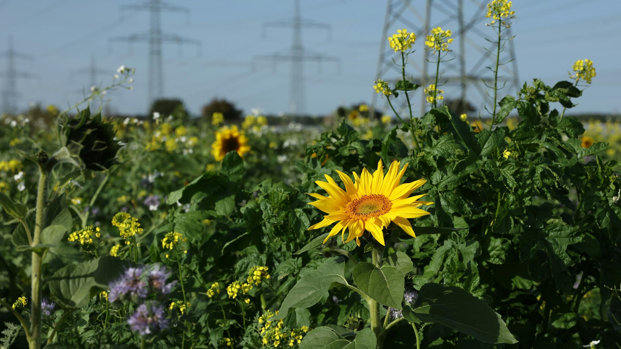 Blühendes Blumenfeld bei Roisdorf.