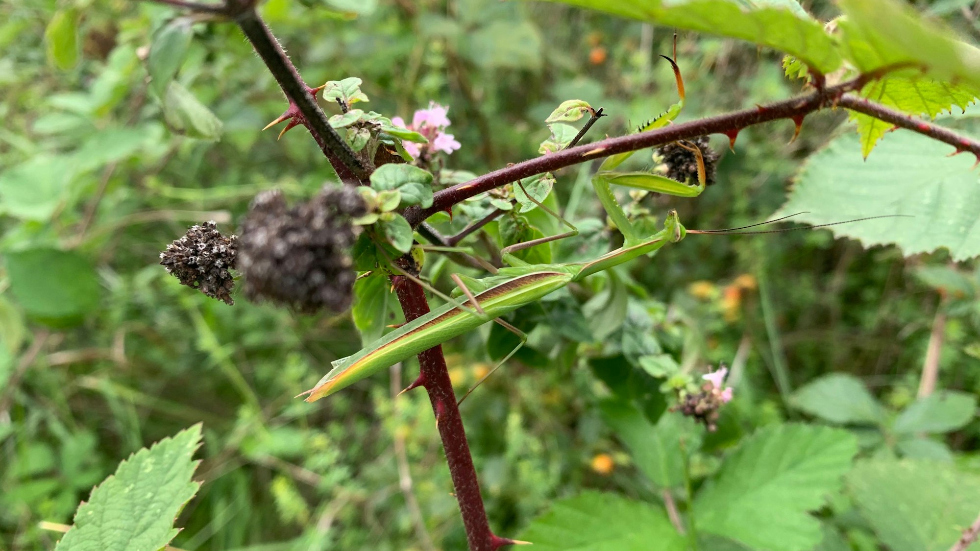 Gottesanbeterinnen sind schwer zu entdecken.