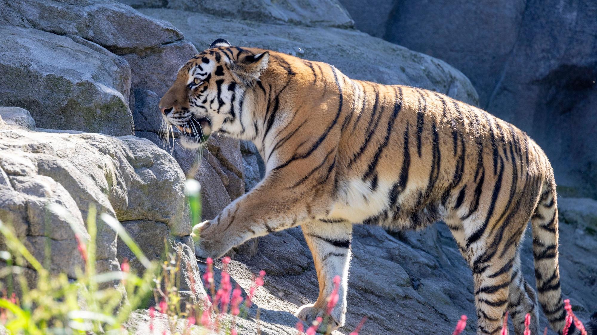 Der Amurtiger ist streng geschützt.
