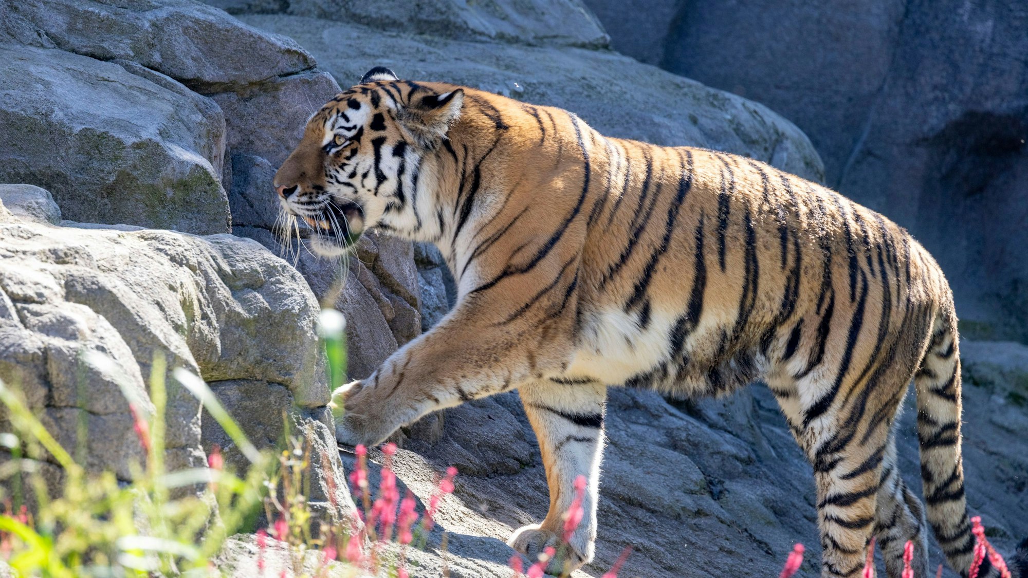 Der Amurtiger ist streng geschützt.