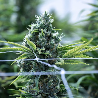 Cannabis-Pflanze. (Symbolbild)