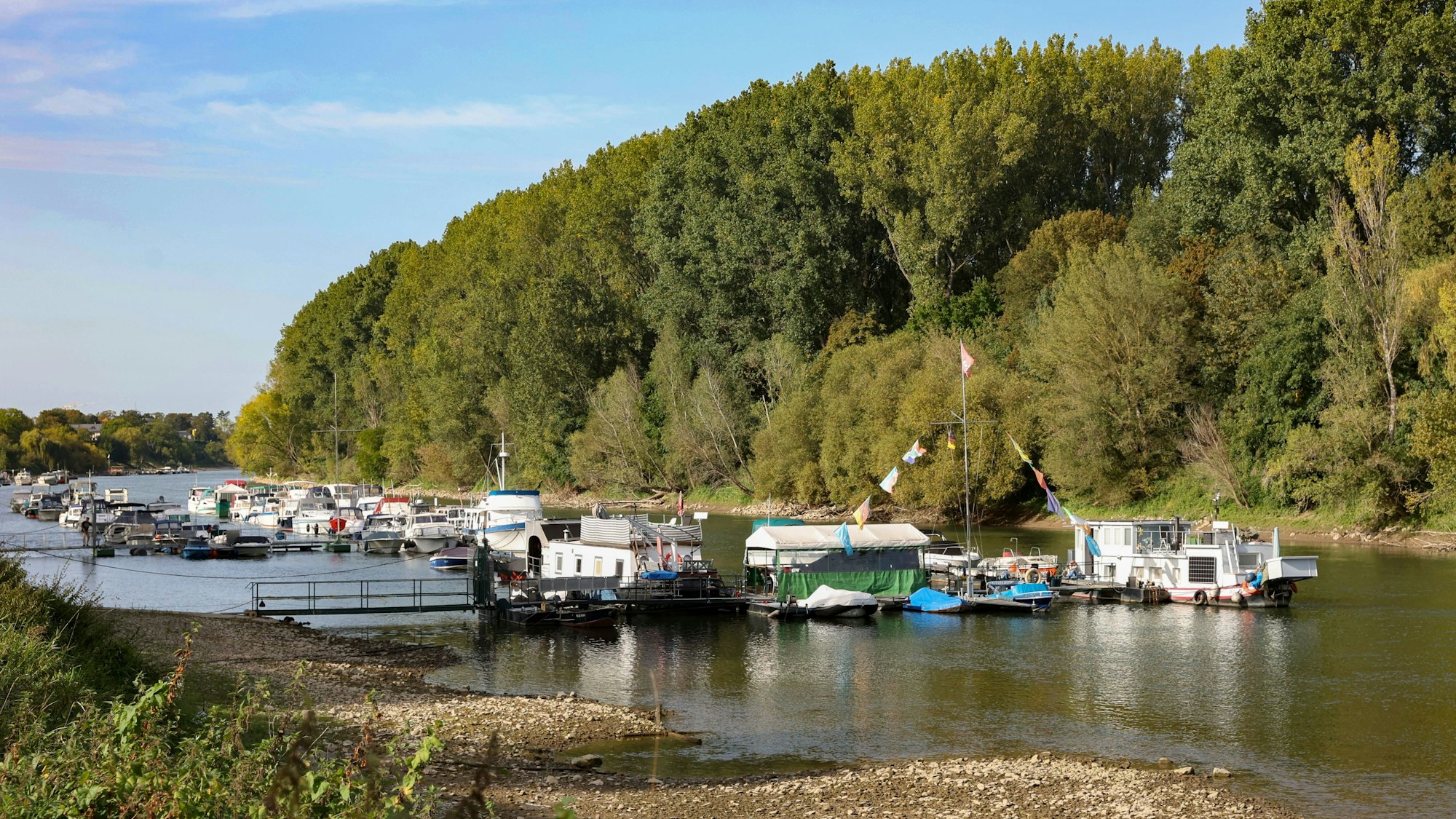 Auf dem Bild sieht man die Herseler Werth, Boote liegen auf dem Rhein vor Anker.