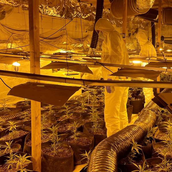 In weißen Kunststoffanzügen begutachten die LKA-Experten die Funde. Zahlreiche Gefäße mit Cannabispflanzen, Stromleitungen und Luftschläuche sind zu sehen.