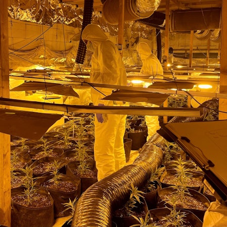 In weißen Kunststoffanzügen begutachten die LKA-Experten die Funde. Zahlreiche Gefäße mit Cannabispflanzen, Stromleitungen und Luftschläuche sind zu sehen.