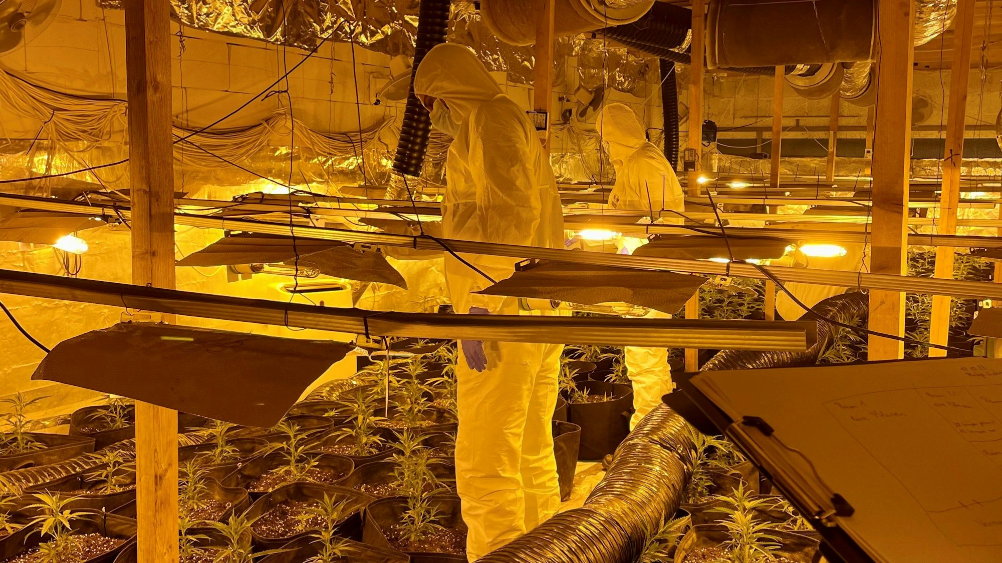 In weißen Kunststoffanzügen begutachten die LKA-Experten die Funde. Zahlreiche Gefäße mit Cannabispflanzen, Stromleitungen und Luftschläuche sind zu sehen.