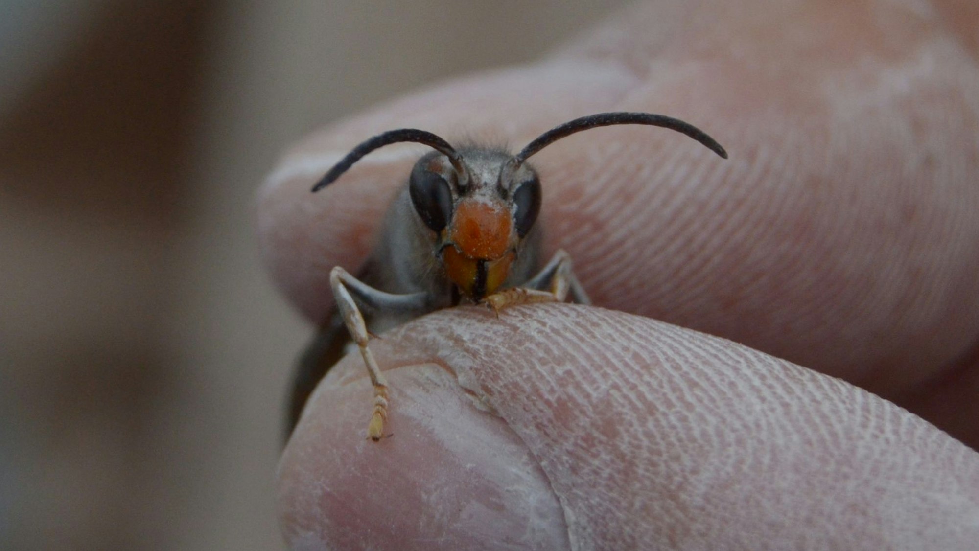 Zwischen Daumen und Zeigefinger hält ein Hornissen-Experte eine Drohne.