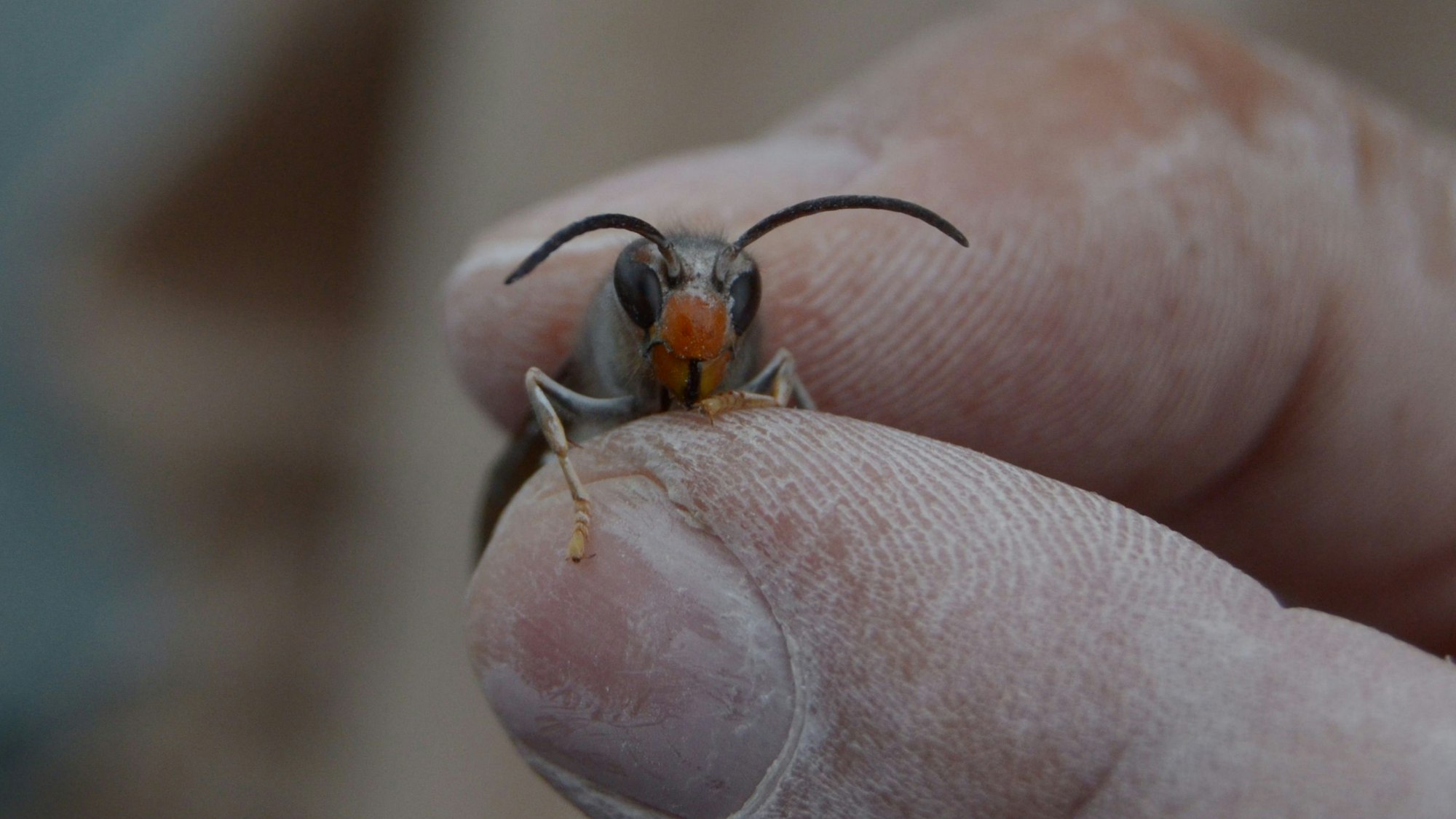 Zwischen zwei Fingern wird eine Hornisse gehalten.