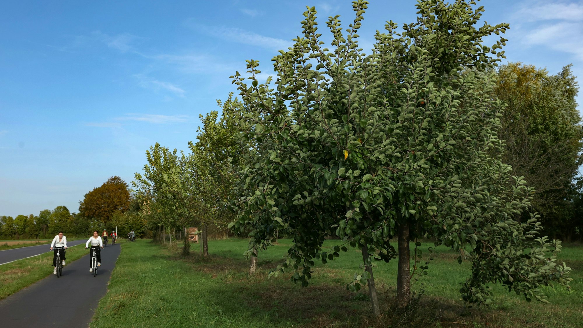 Fahrradweg neben Apfelbäumen, zwei Frauen fahren mit dem Rad.