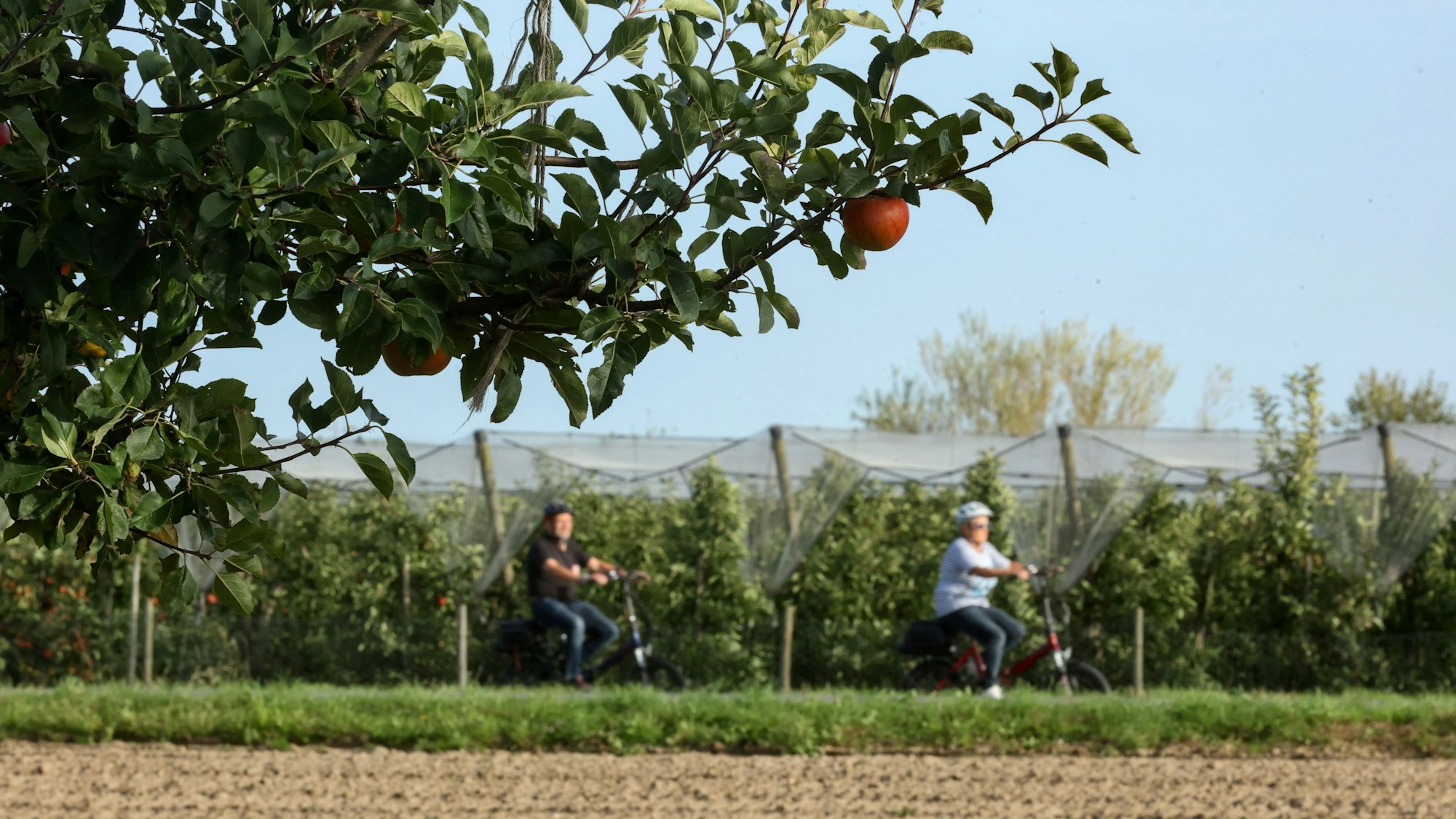 Zwei Fahrradfahrer unterwegs auf der „Rheinische Apfelroute“ in Bornheim. Im Vordergrund ist ein Apfelbaum zu sehen.