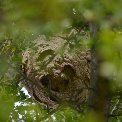 Zwischen Zweigen und Blättern sieht man das kugelige Hornissennest.