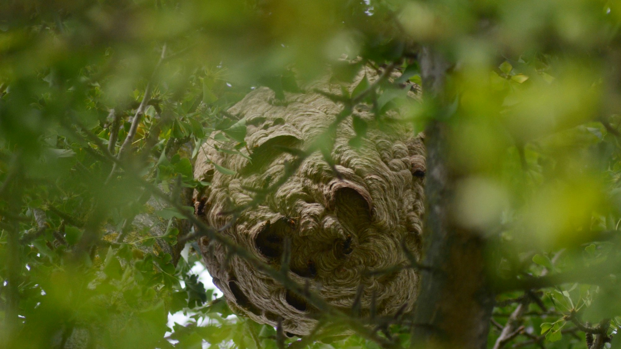 Zwischen Zweigen und Blättern sieht man das kugelige Hornissennest.