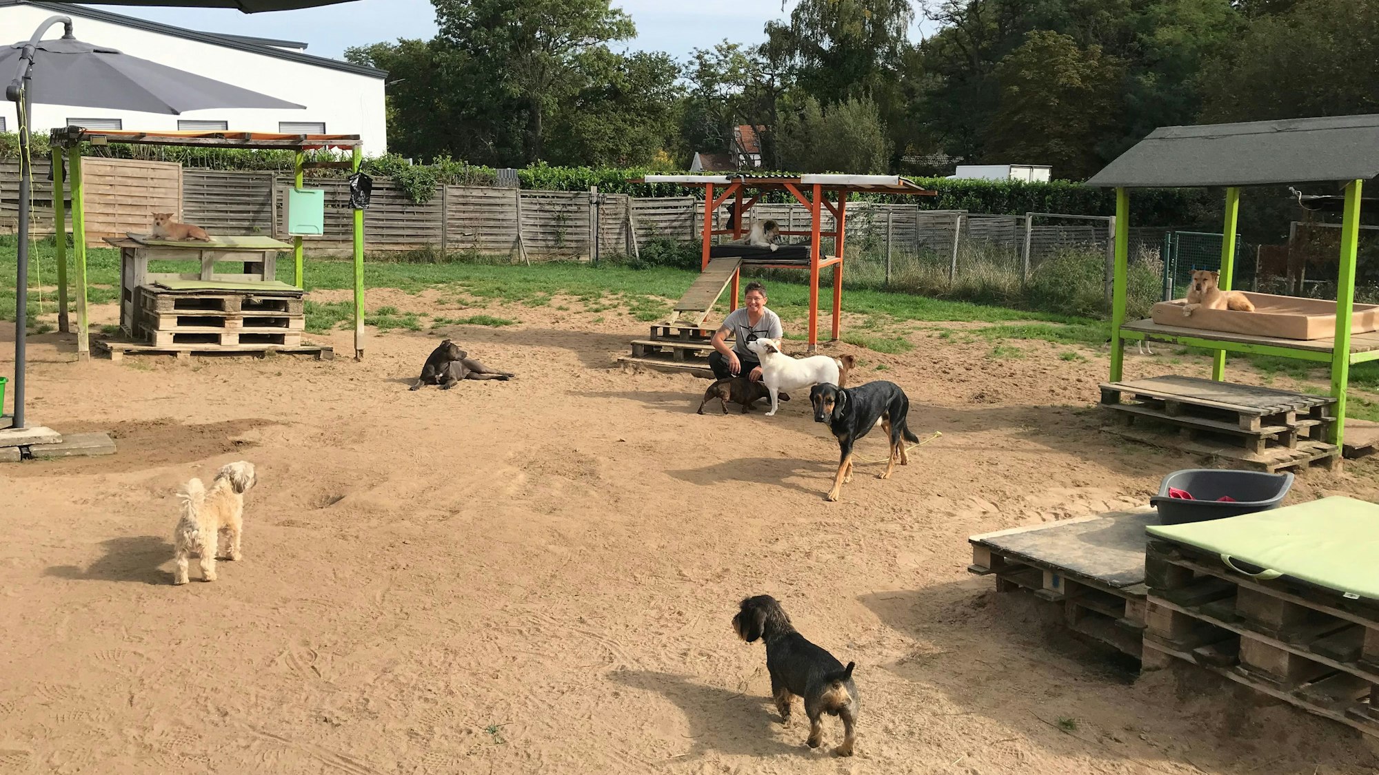 10.10.2023 Alfter: In der Hundetagesstätte Hundplus in Alfter werden 40 bis 50 Vierbeiner betreut. Inhaberinnen sind Angela Weber und Regina Pilger.