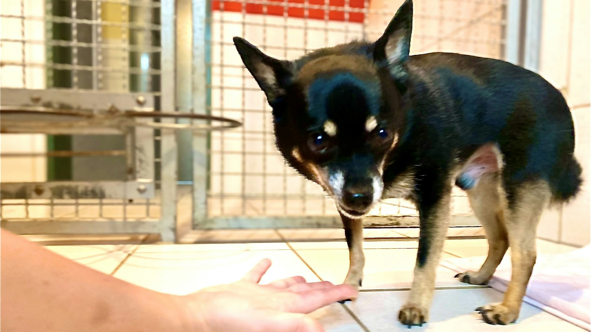 Ein Hund im Tierheim.