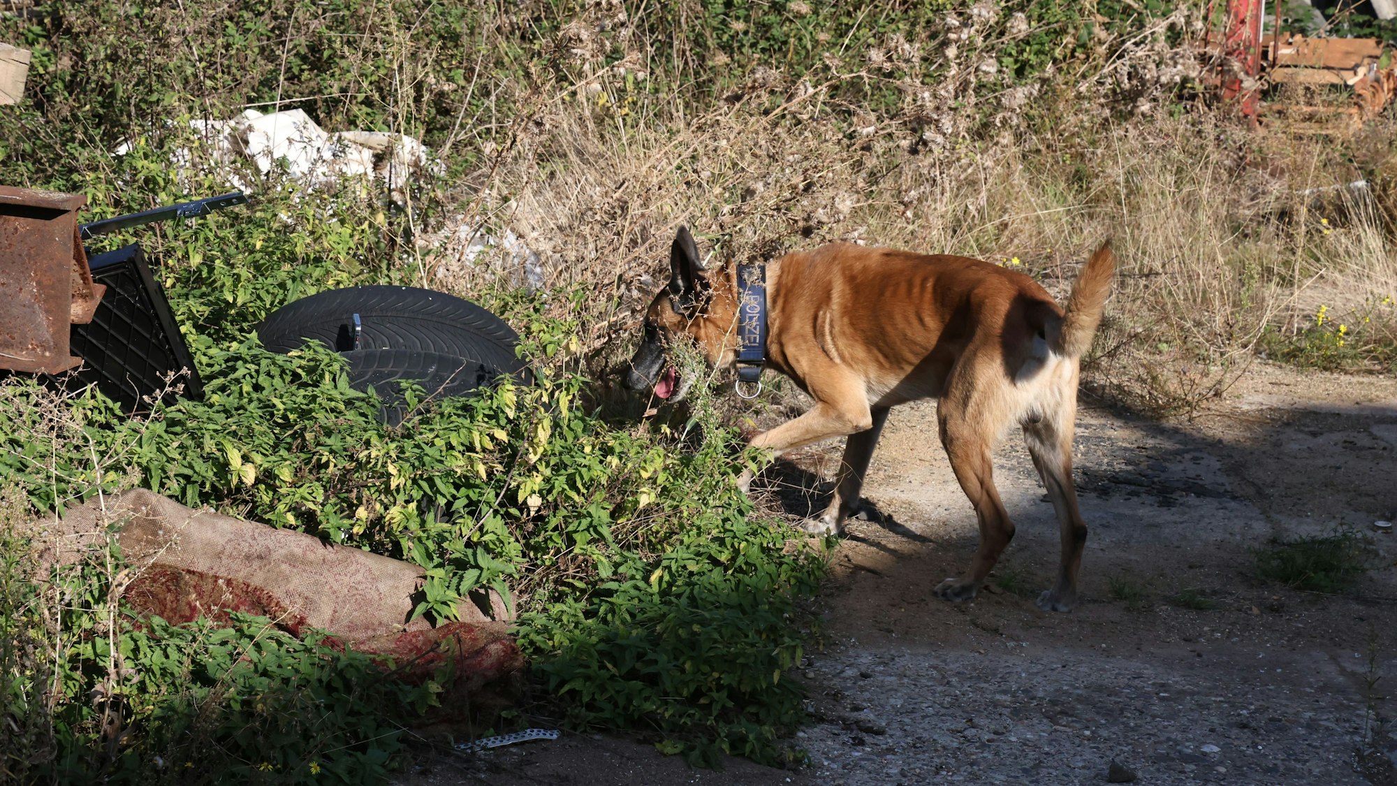 Das Bild zeigt den Drogenspürhund Odin, wie er durch das Gelände streunt und schnüffelt.